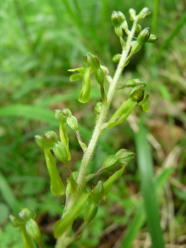 Nombreuses fleurs vert jaunâtre présentes au sommet de la tige. Agrandir dans une nouvelle fenêtre (ou onglet)